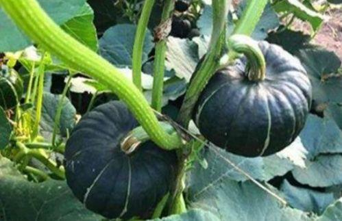 吃瓜河南网红福建女友,河南网红与福建女友的甜蜜瓜田生活 第2张 吃瓜河南网红福建女友,河南网红与福建女友的甜蜜瓜田生活 第2张